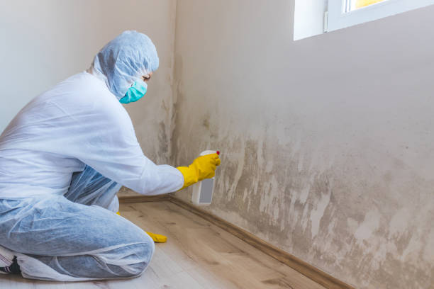 Licensed Black Mold Removal service in Kingston, TN - WQB Mold Removal