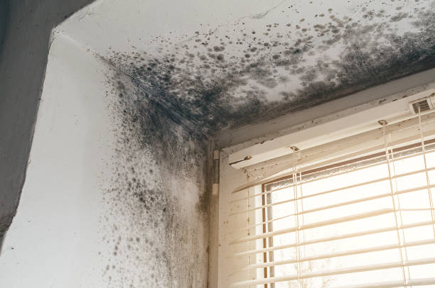 Affordable Black Mold Removal solutions in Kingston, TN