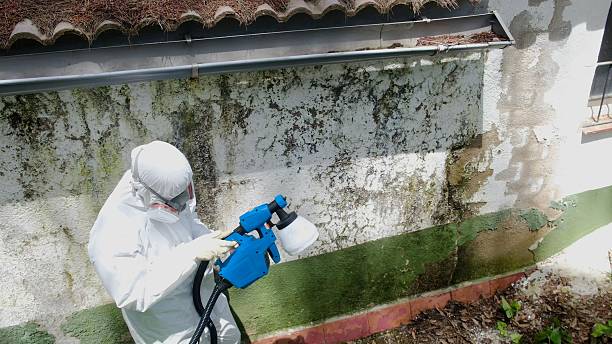 Top rated local Black Mold Removal specialists in Kingston, TN